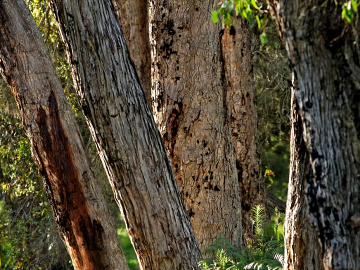 Scientists Warn Watt — Jarrah Forests Cannot Recover From Bauxite Mining