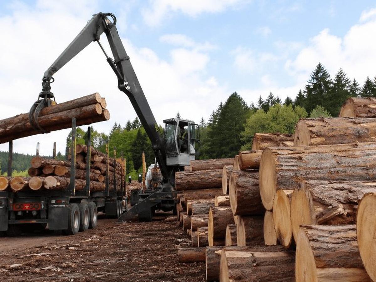 Ontario Strikes Back With 10-Year Forest Roadmap to Reduce US Dependence