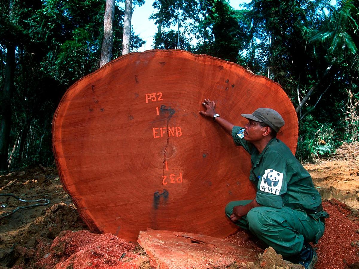 FSC and PEFC Alone Cannot Halt Global Forest Loss — Lindenmayer