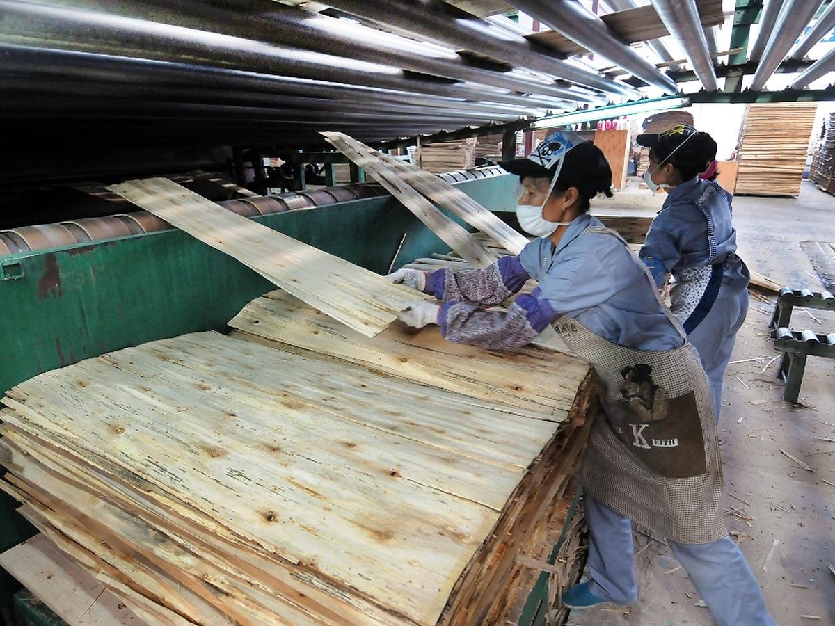 China Makes 70% of Global Plywood. Now It’s Muscling in on South Africa