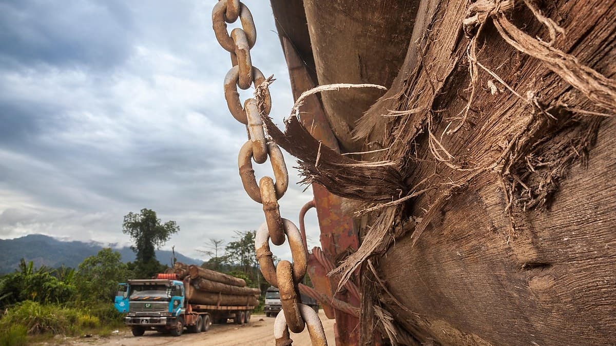Underestimate at Your Peril — Hormuz Chokes Tropical Hardwood Supply