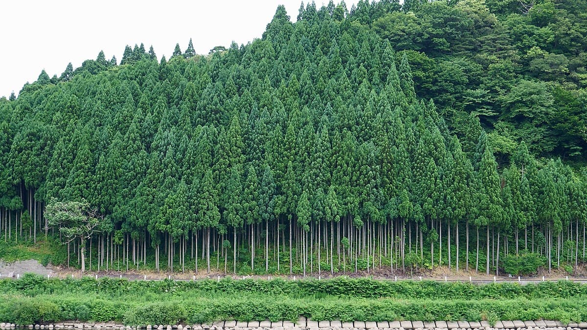 Carbon Finance Offers Lifeline to Japan’s Ailing Forest Sector