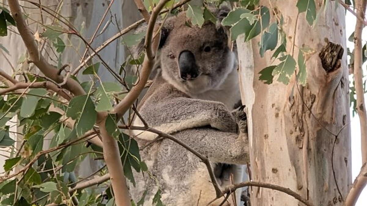 Koala Deaths Climb Once Heat Tops 27C, New Sydney Study Finds