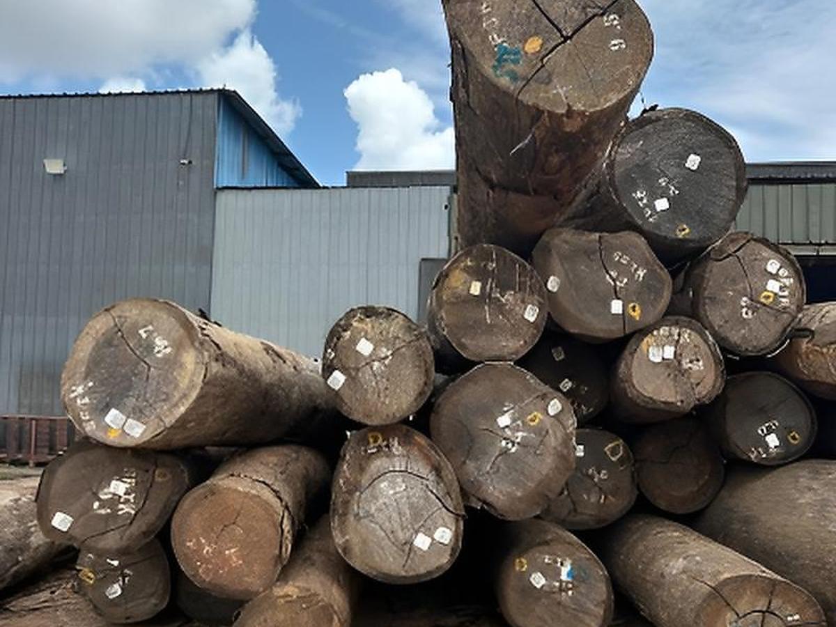 DOJ Rallies Nations to Stamp Out Timber Trafficking in Supply Chains