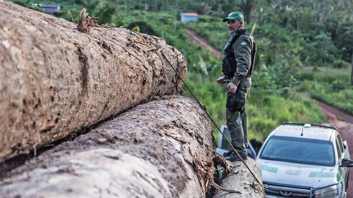 Hidden Owners Fuel Billions in Illegal Timber Trade, Report Finds