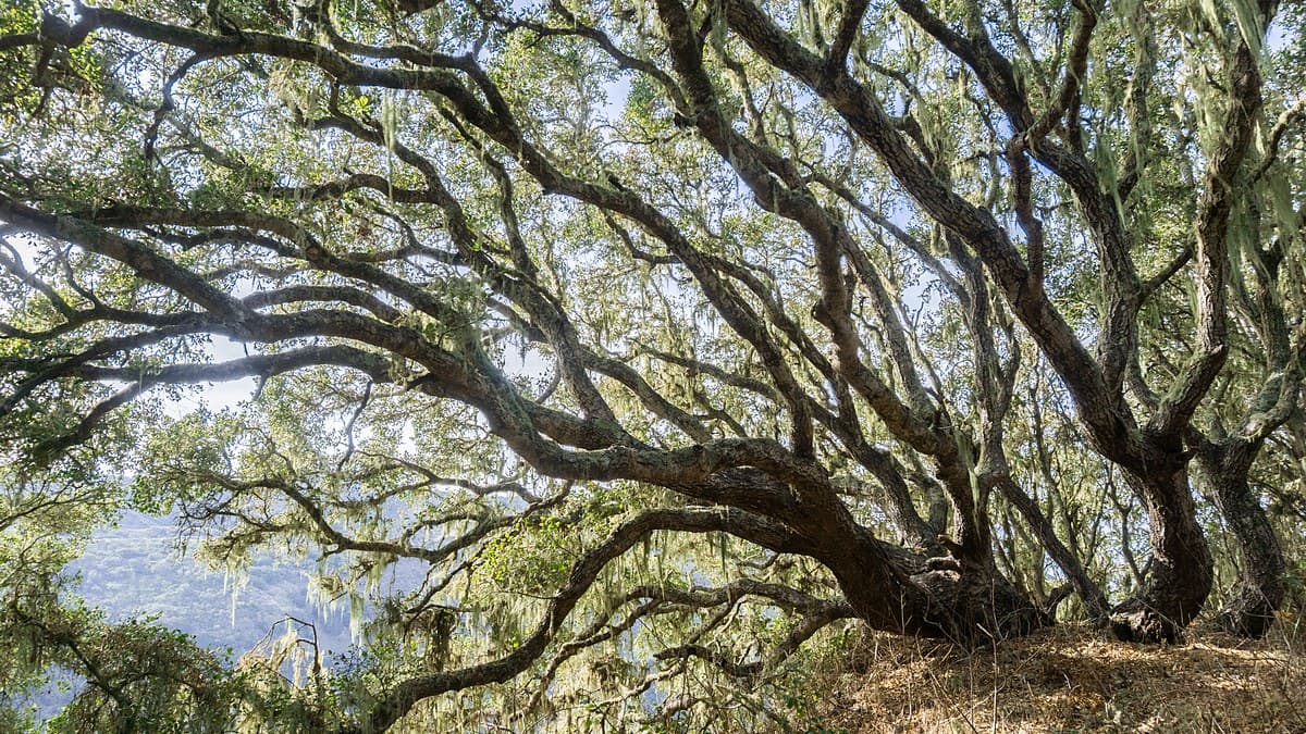 Oak Forests Store Less Carbon in Wood Than Climate Models Assume