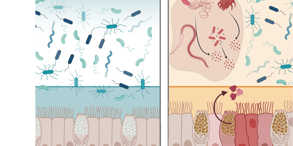 A Natural Protein May Protect the GI Tract From Infection
