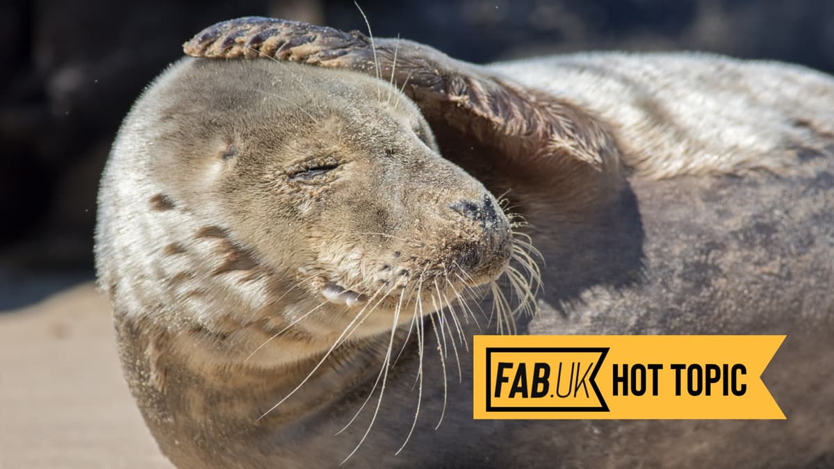 Can You Avoid the Incoming MTD Headache?