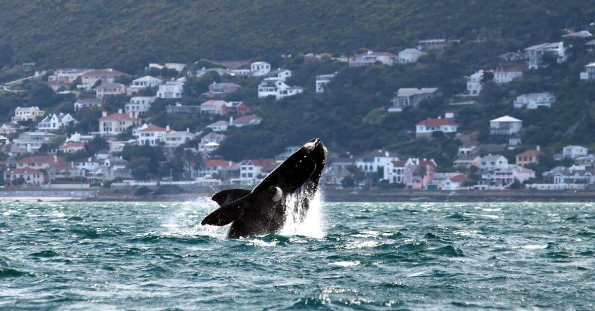 Middle East Conflicts a Danger for Whales Off S.Africa: Study