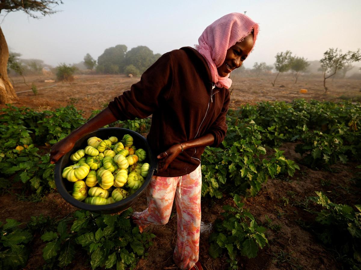 Amid the Fertiliser Crisis, Africa Has a Chemical-Free Option: Agroecology