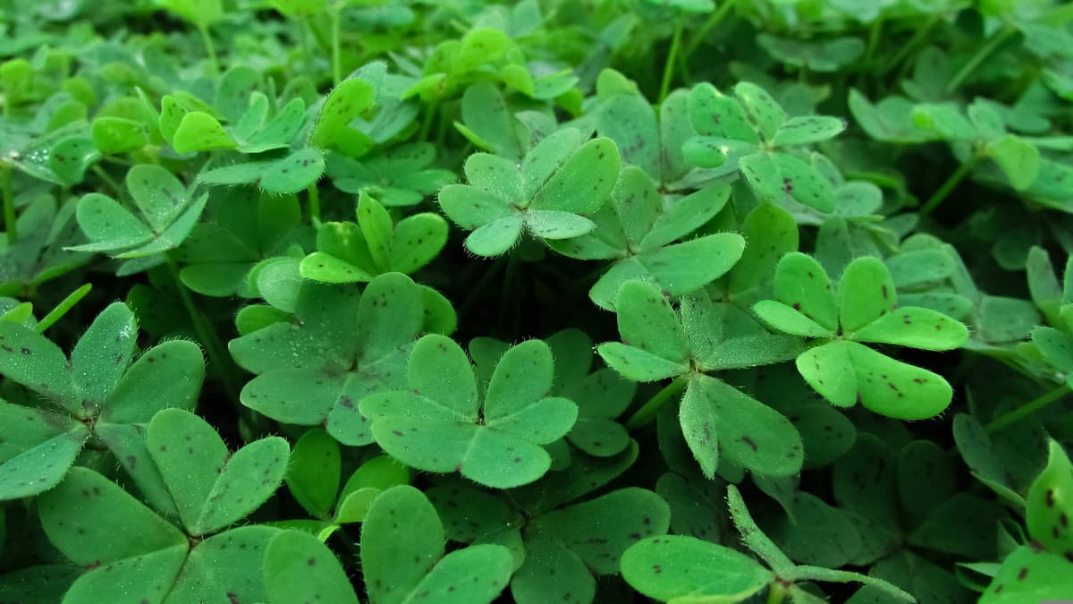 Shamrock Capital Raises $813M for Its Fourth Content Acquisition Fund