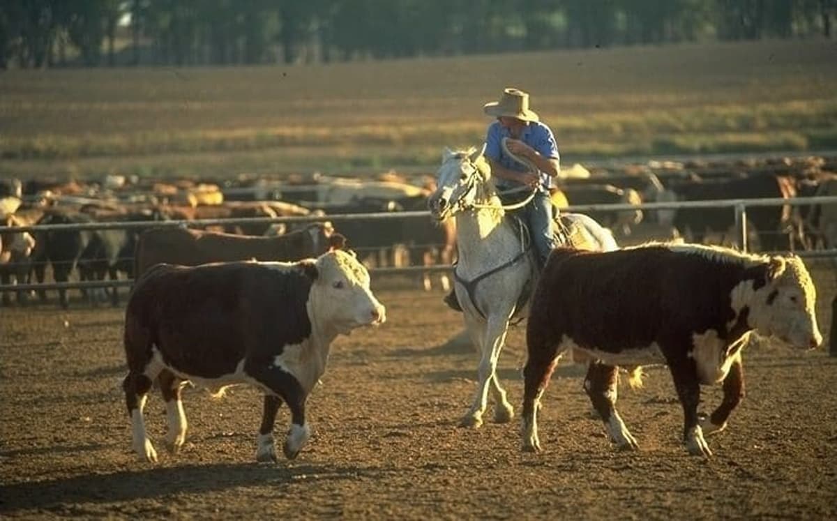 Recruitment: Deciphering Australia’s Agricultural Job Market, Region by Region