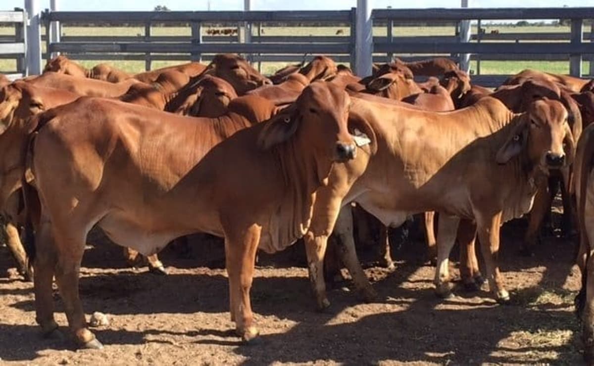 New Genetic Test More Accurate for Poll Selection in Brahmans