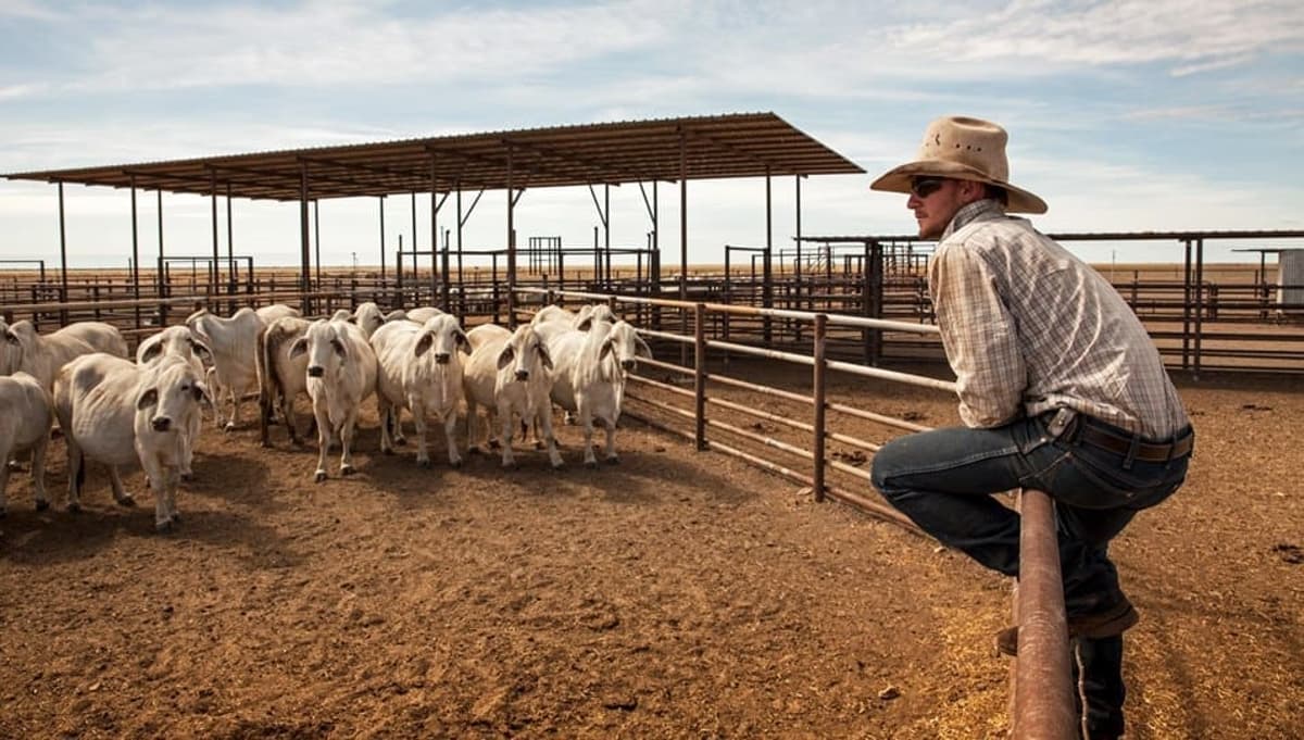 Calling for Applicants for the Northern Beef Leadership Initiative