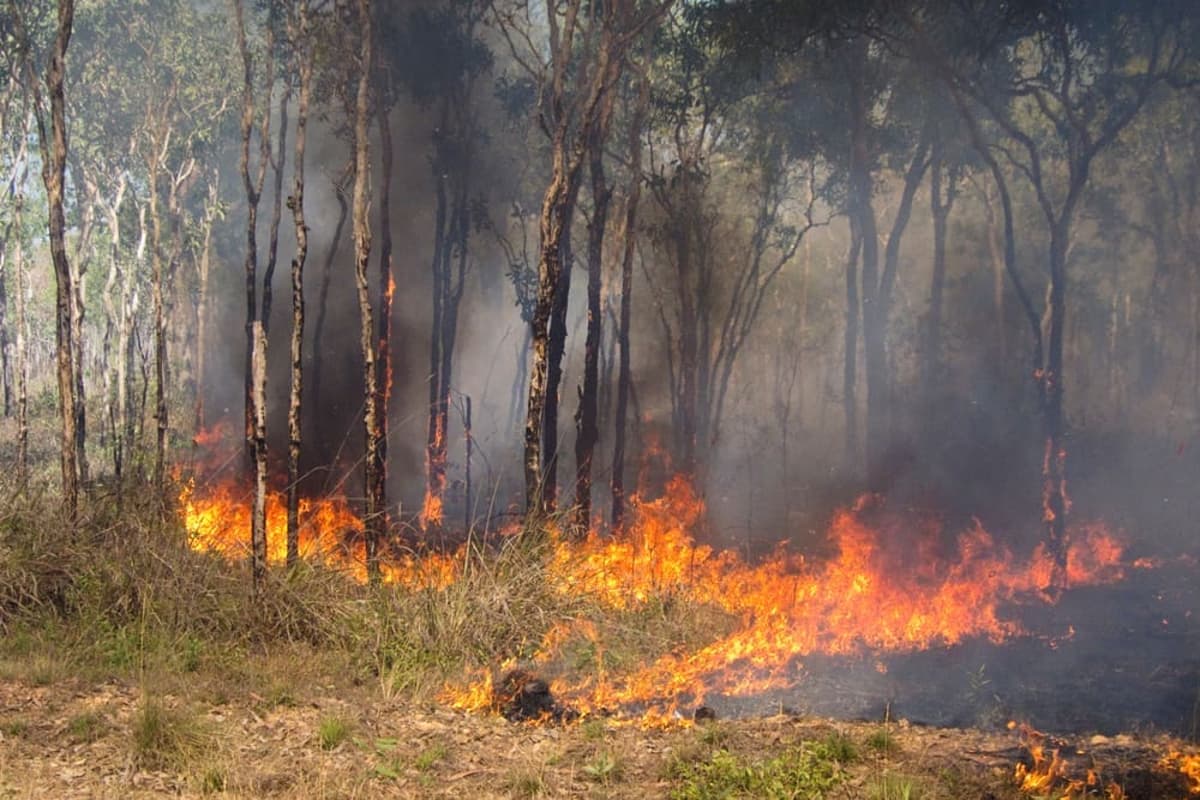 Govt Announces New Savanna Burning Carbon Methods, Beef Herd Replacement