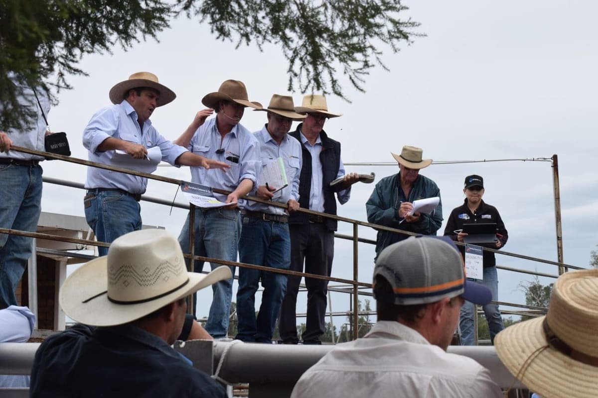 Gunnedah 28 Apr 2026: Cow Prices Cheaper, Feeders Lift in Smaller Offering