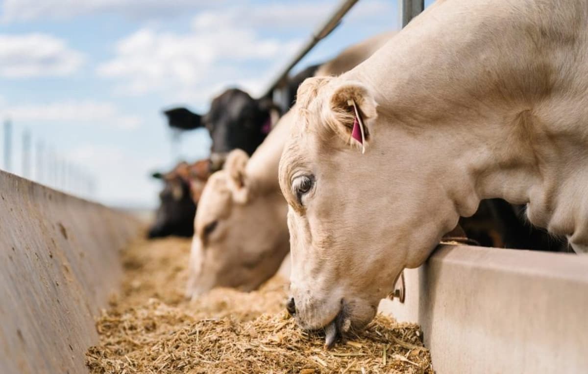 Feeder Cattle Market: Heavy Cattle Weighing Down Northern Prices