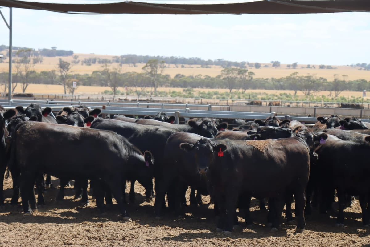 Feeder Cattle Market: Optimism Builds Back After Price Slide