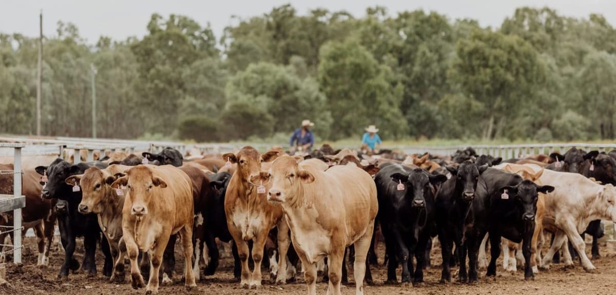 Feeder Cattle Market: Grids Down as Big Numbers Kick In