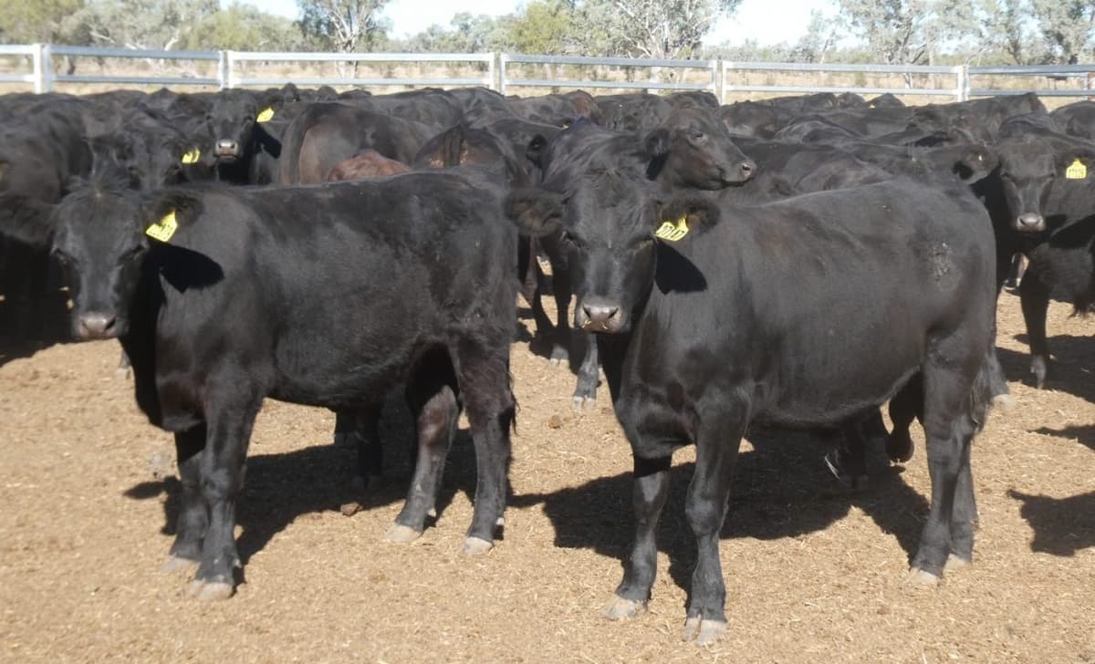 Big 25,180 Head Online Catalogue Includes 61pc From Seasonally-Challenged Northern NSW Region