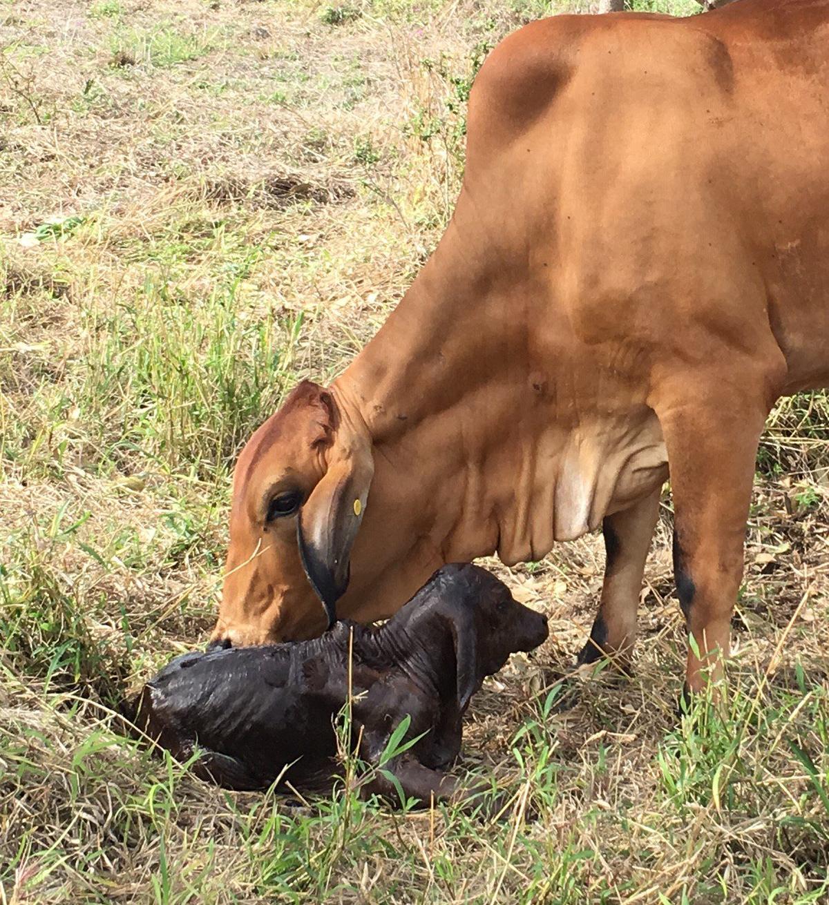 Tropical Breed Gestation Length ‘79pc Heritable’: Study