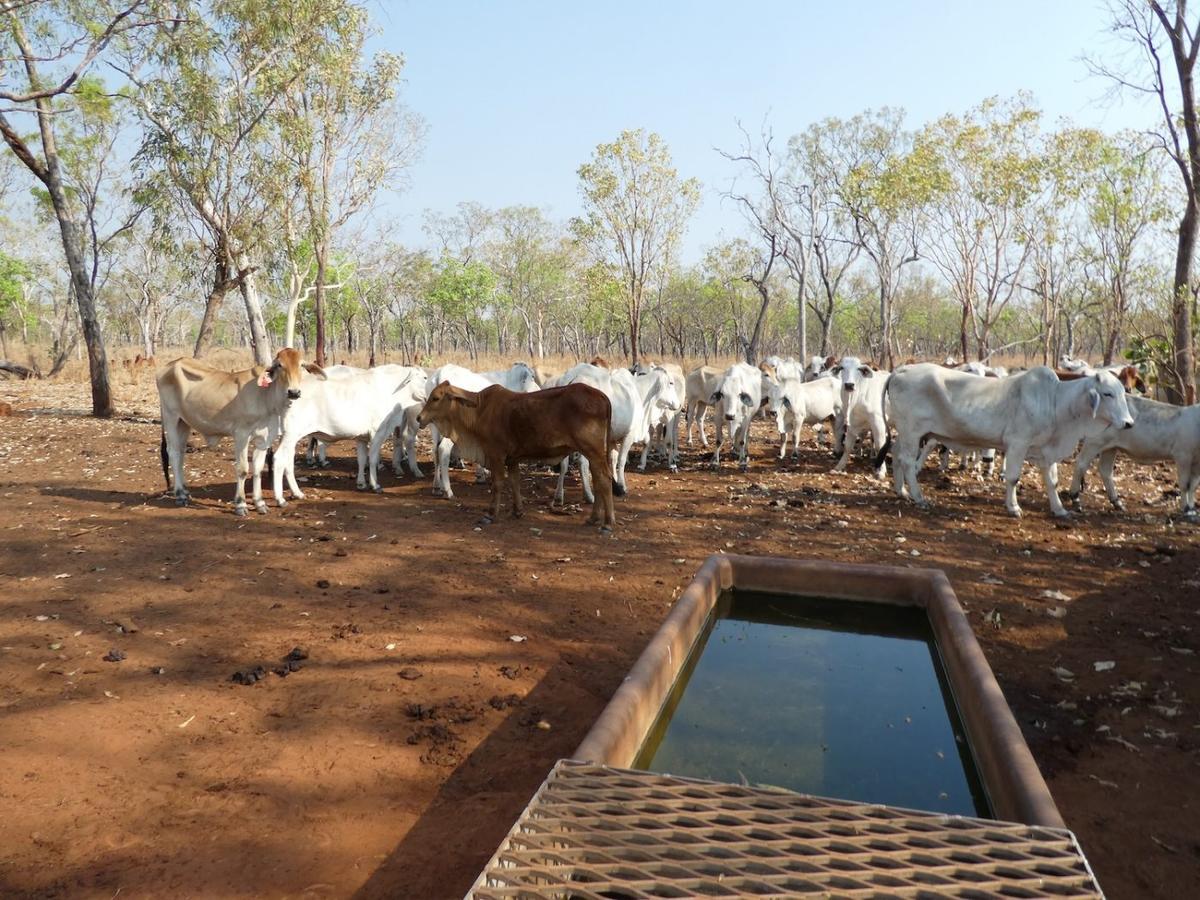 Water Troughs Could Become Frontline Defence in Early Disease Detection