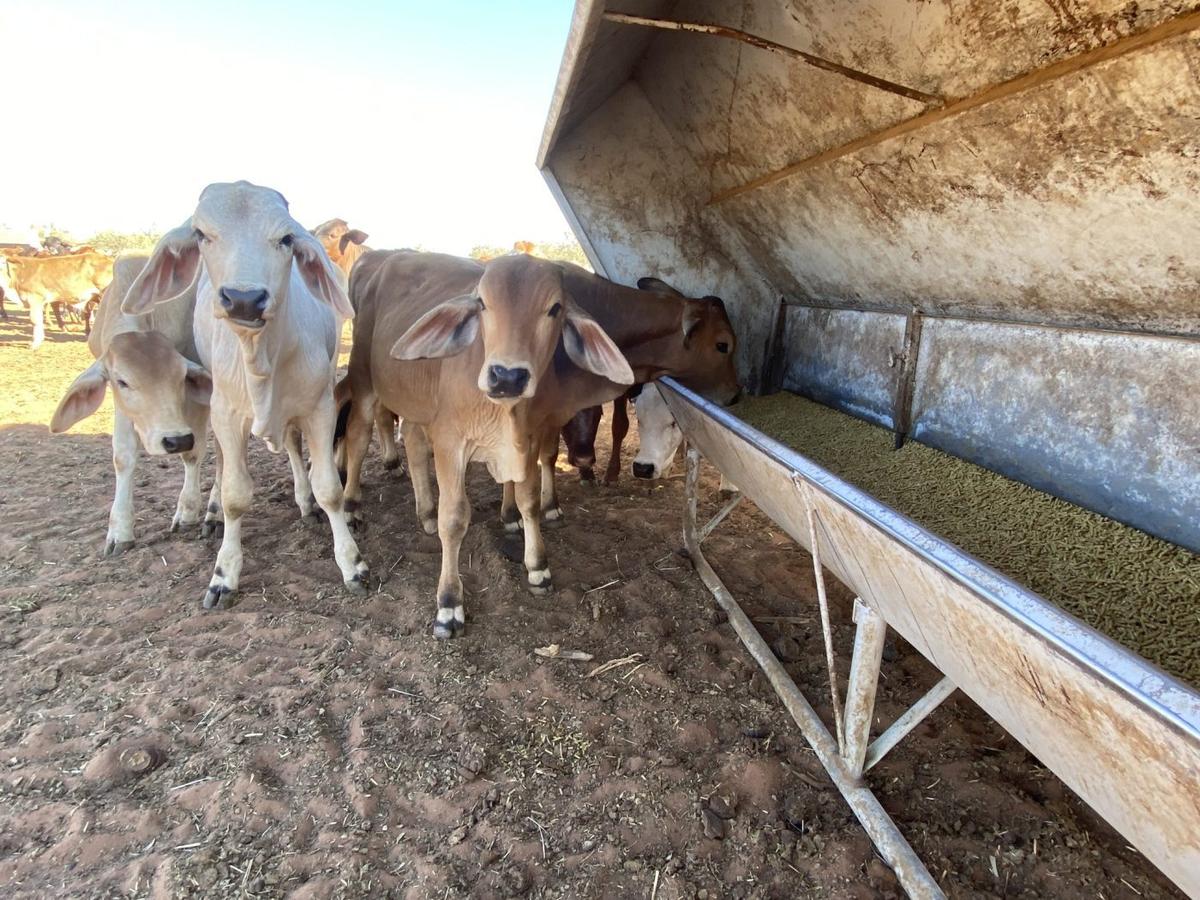 Build the Rumen. Build the Return.