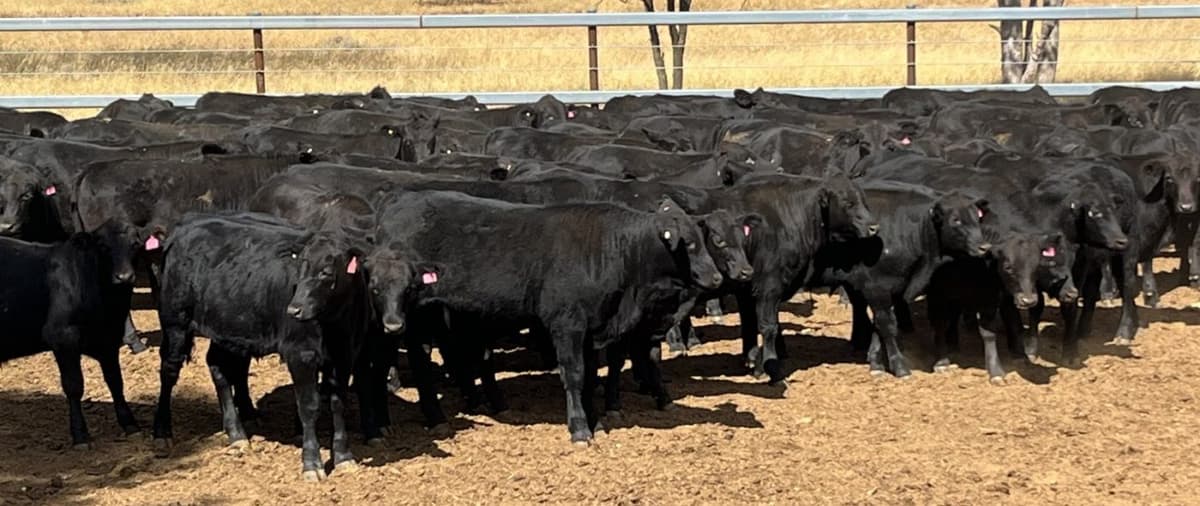 Lifts in Steer and Heifer Values in Smaller 16,219 Head AuctionsPlus Offering