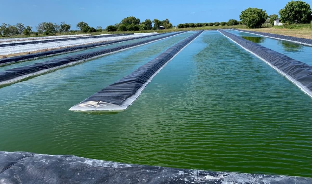 Prospects for Algae Nutritional Supplementation of Beef Cattle: Your Questions Answered
