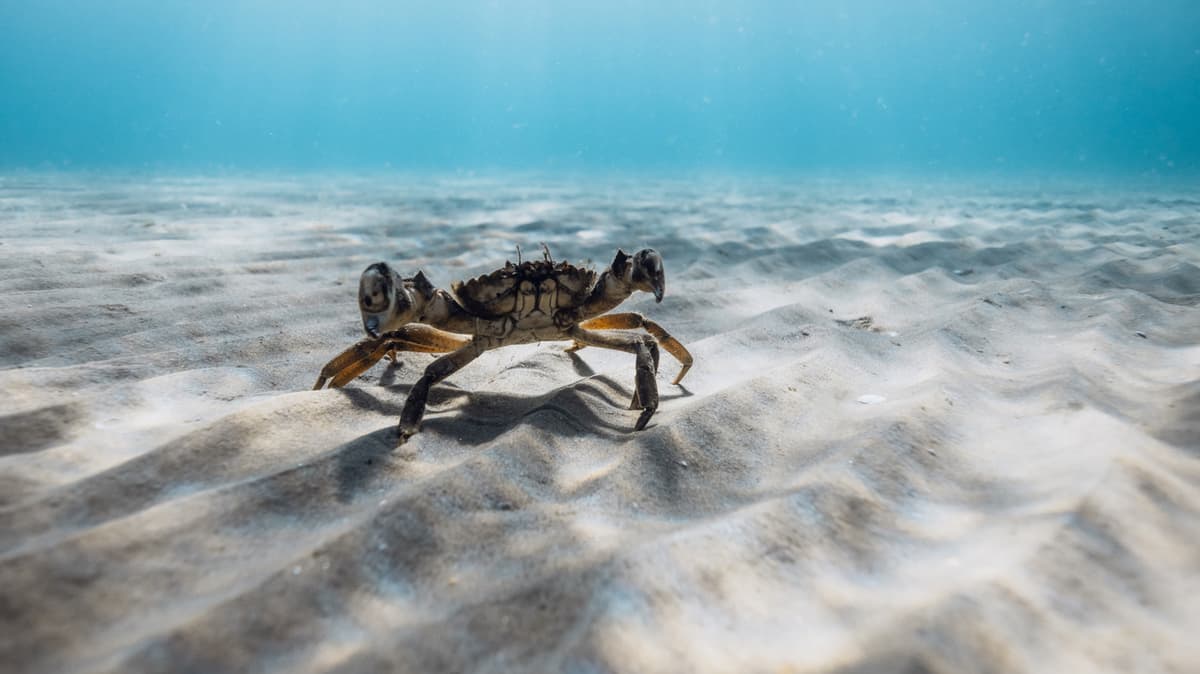Crabs Consume Microplastics: Are They Still Safe To Eat?