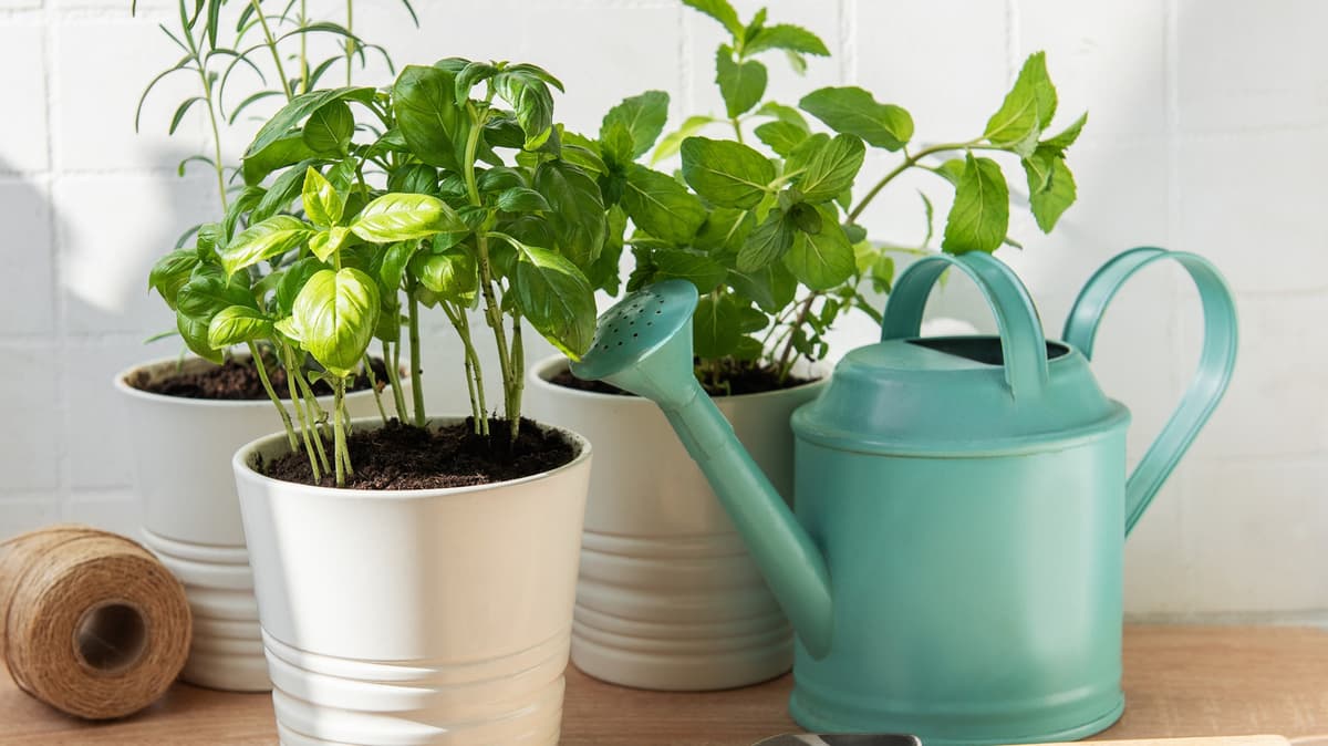 Create The Cutest Herb Garden With This Charming Aldi Find