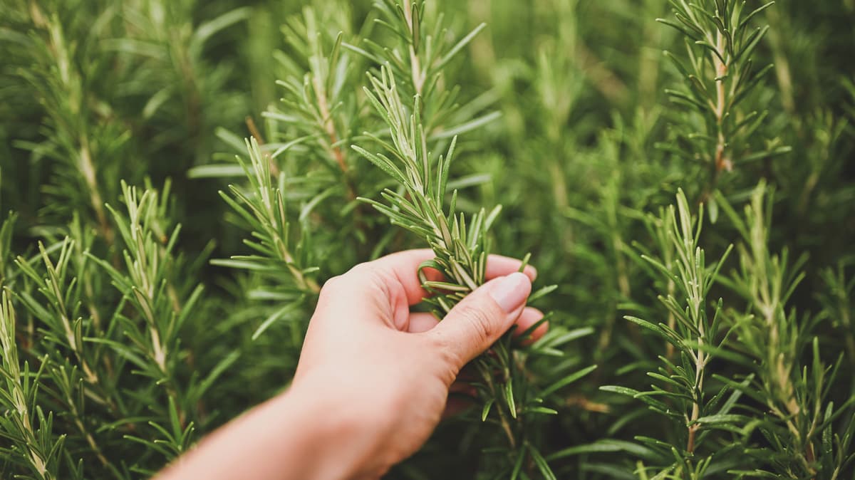 Grow Healthier Rosemary By Mixing This Into Your Soil