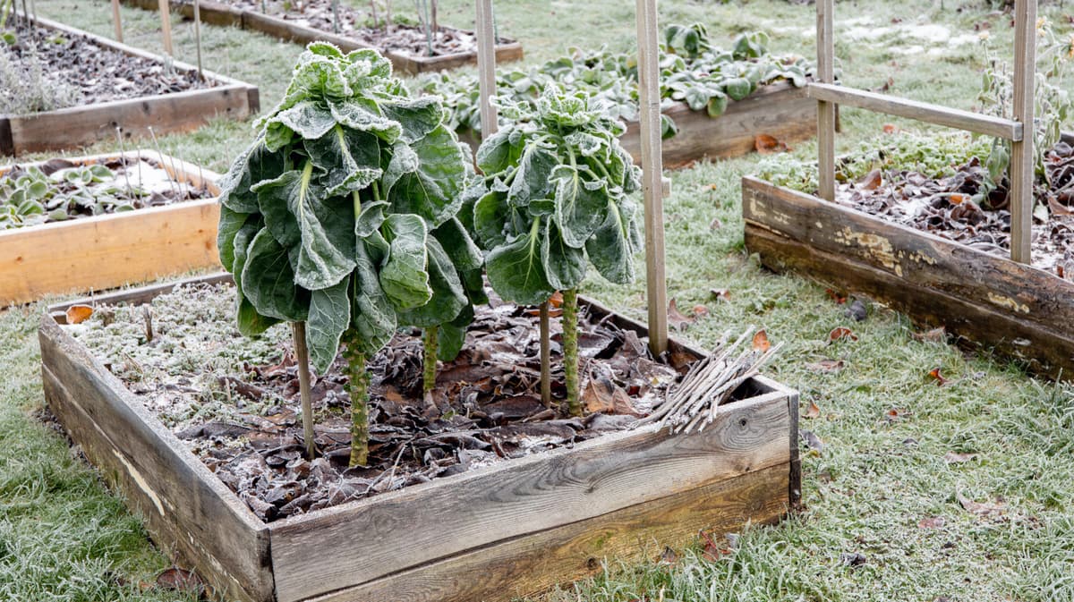 Is There Any Way To Protect Your Vegetable Garden From A Sudden Overnight Freeze?