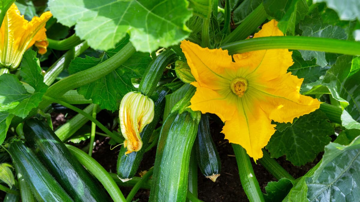 These Beautiful Flowers Will Help Your Zucchini Grow Bigger Than Ever