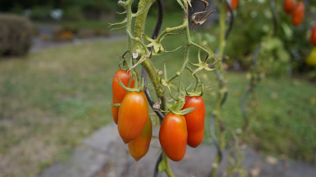 What San Marzano Tomatoes Need To Thrive In Your Garden