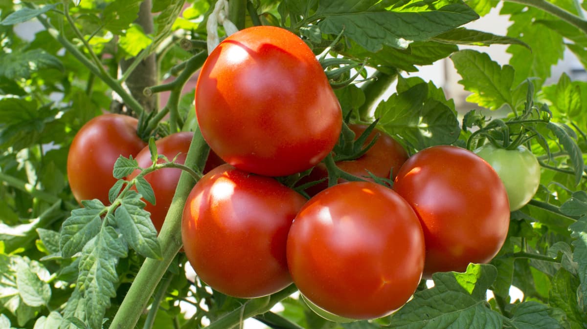 Why Growing Tomatoes Directly In A Bag Of Potting Soil Is Actually A Brilliant Idea