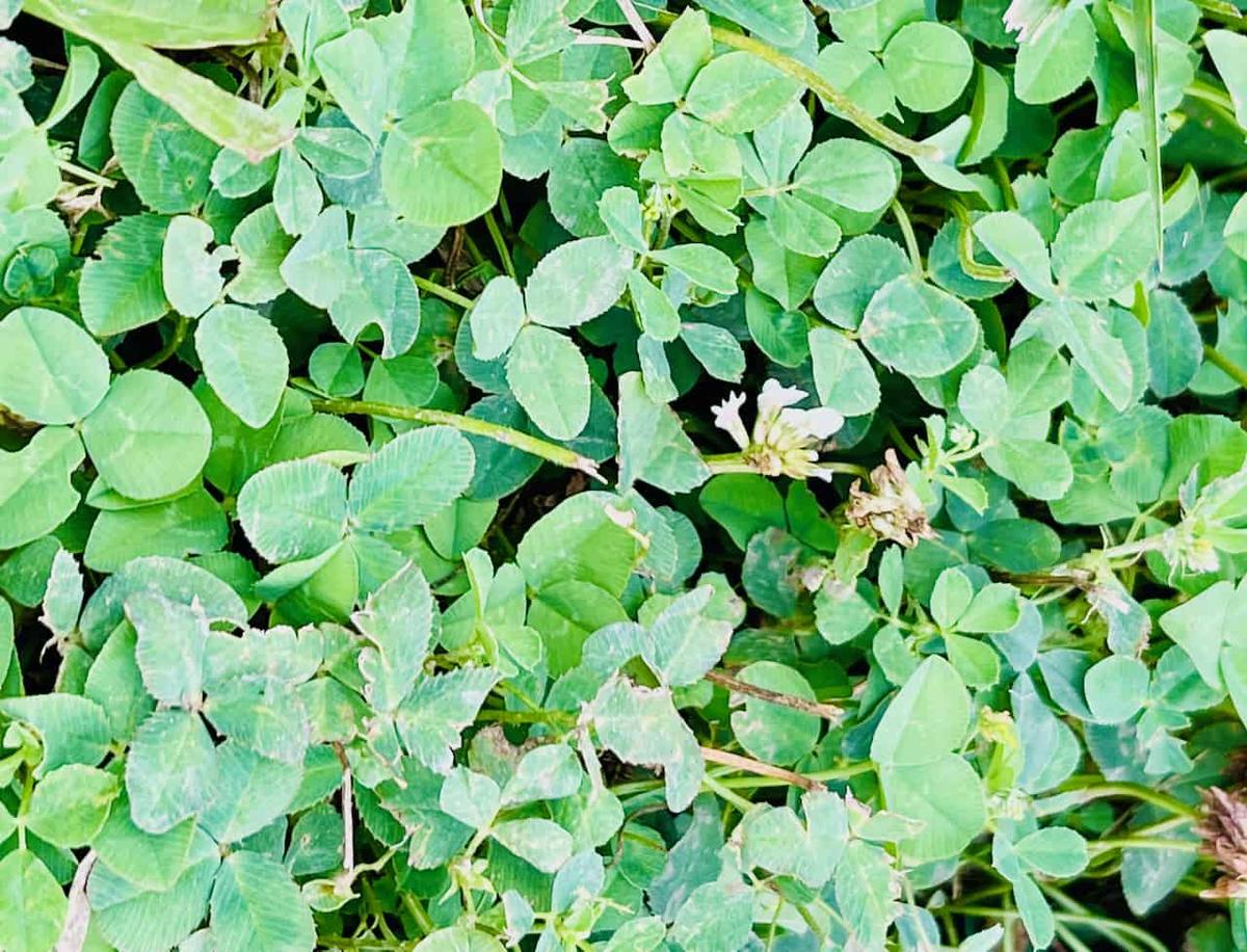 Ireland’s M&A Landscape Expected to Remain Resilient in 2026 : Research