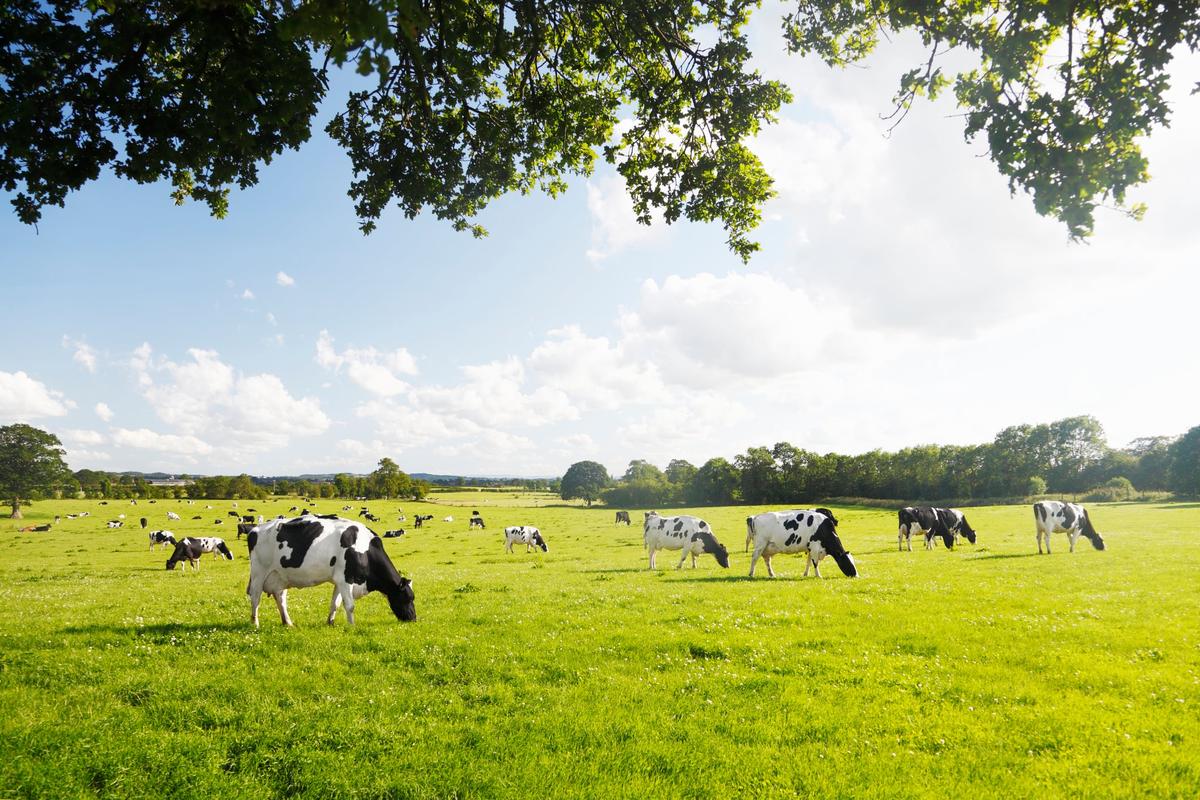 Why Danone Invests Millions in Regenerative Agriculture