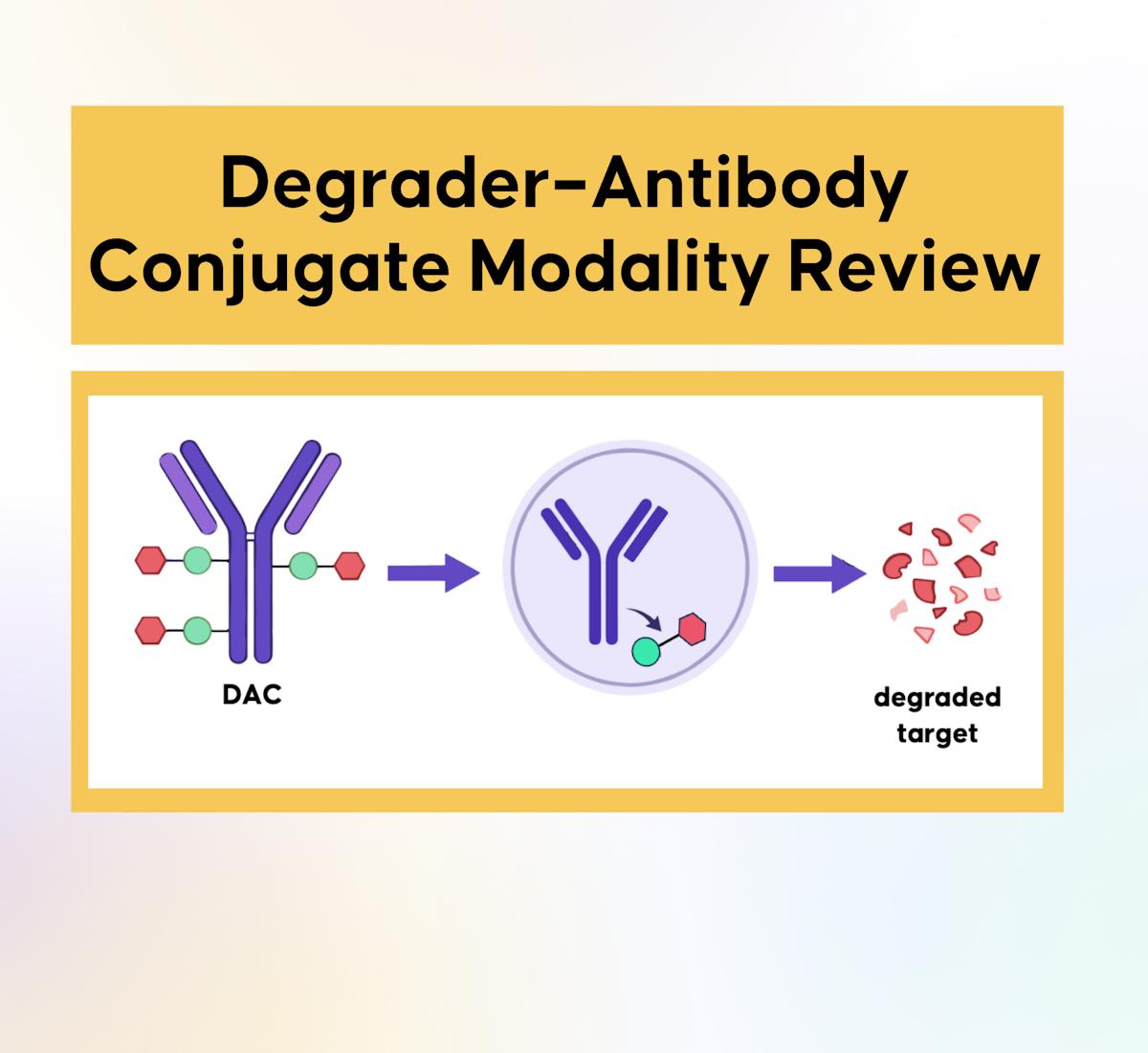 Degrader–Antibody Conjugates: Can Targeted Delivery Improve Tolerability?