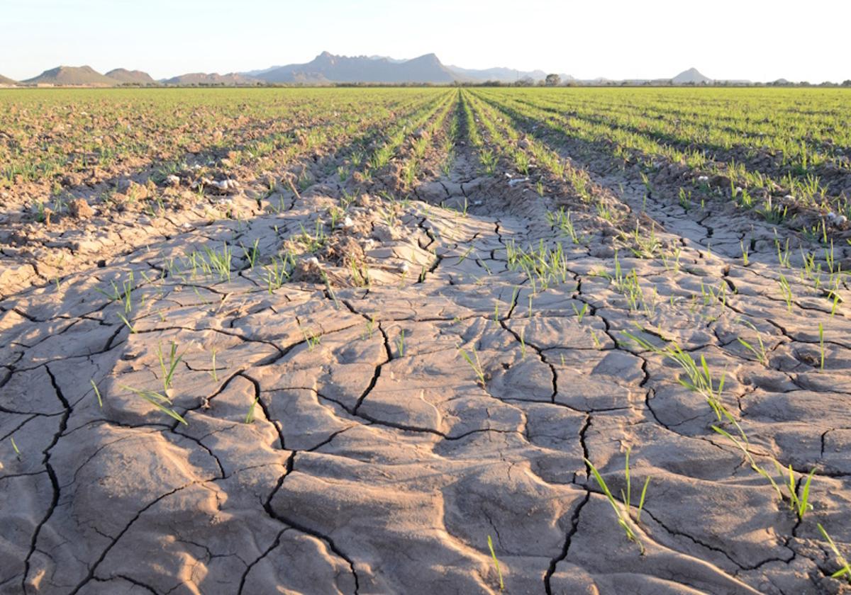 Dry Soils Weaken Cotton’s Carbon Sink