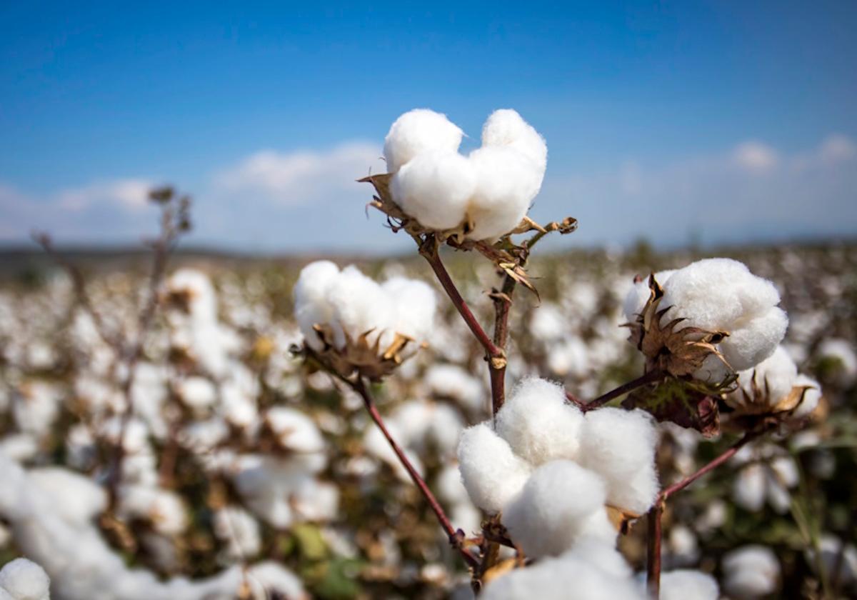 ICAC Launches Carbon Credits Initiative