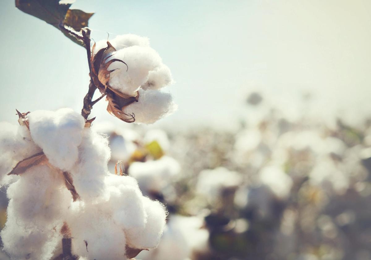 CottonConnect Consults on New Standard