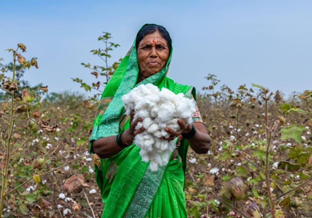 Regen Cotton Farmers Surge in India, Tanzania