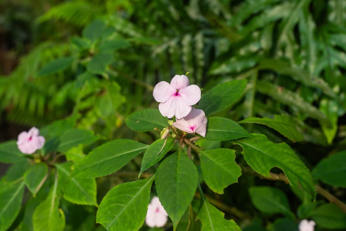 Eden Offers Blooms to Support Conservation in the Seychelles