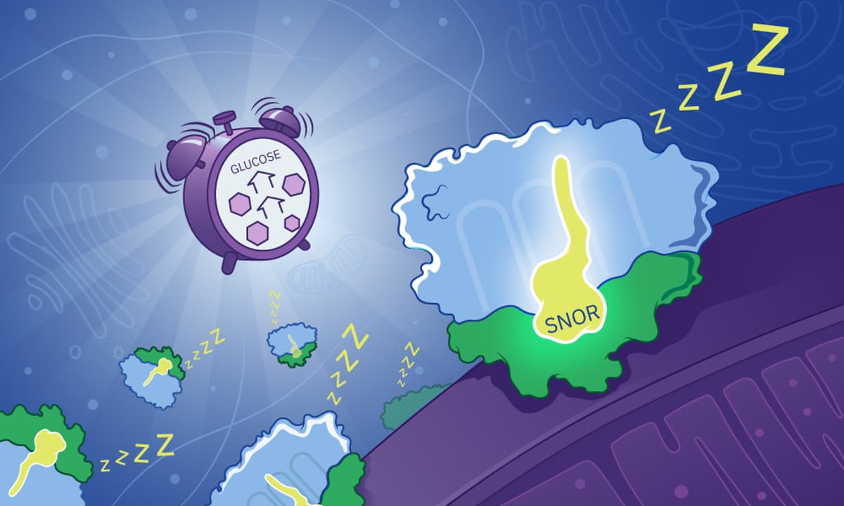 Providing a Cellular ‘All-Clear’ Signal to Resume Protein Synthesis