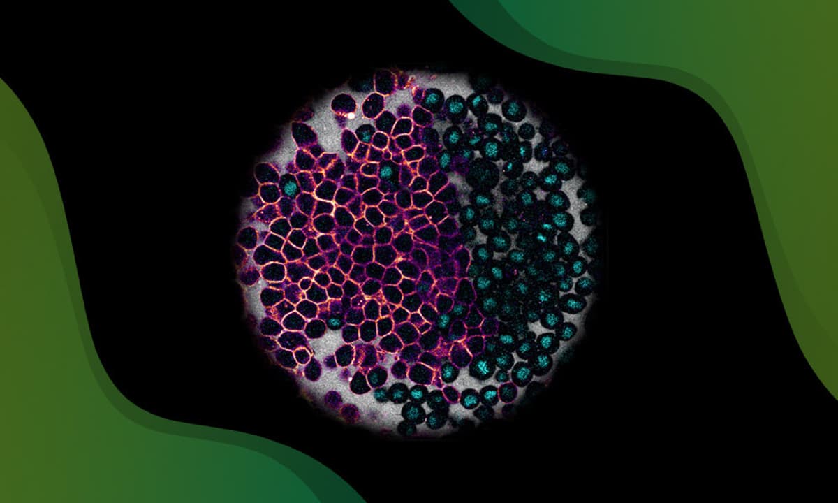 Connecting Tissue Physical Changes to What Developing Cells Become