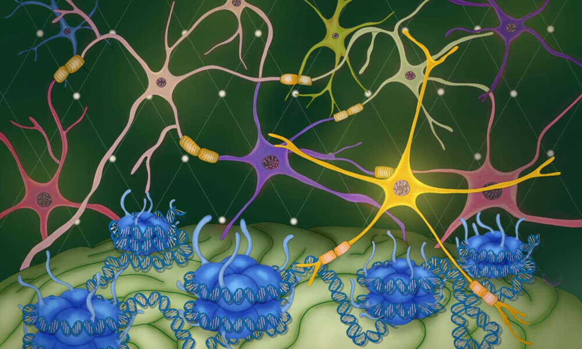 Inside the Genome: Insights From the ‘Brain (Epi)genome’ Conference