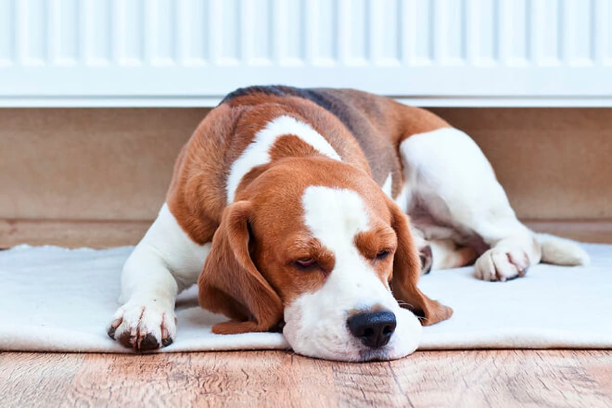 Pet Leave on the Horizon? What Employers Should Know (US)