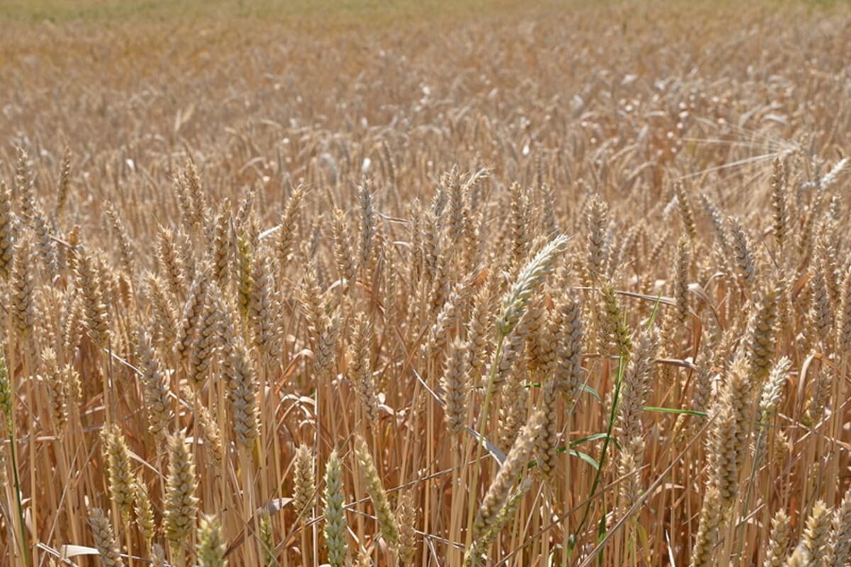 FAO Food Price Index up for Third Consecutive Month Largely on Rising Vegetable Oil Prices