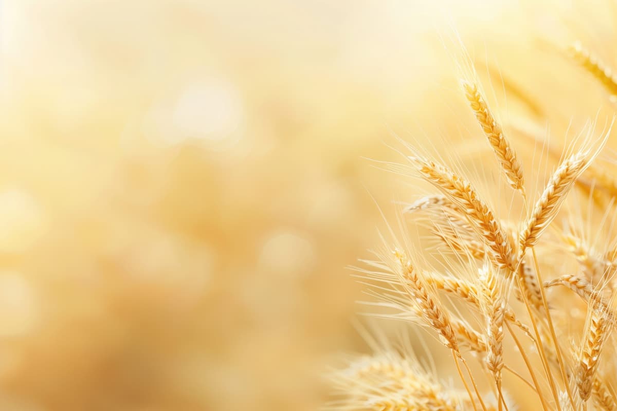 Wheat Price Commentary: US and European Futures Fall; Global Trade Quiet